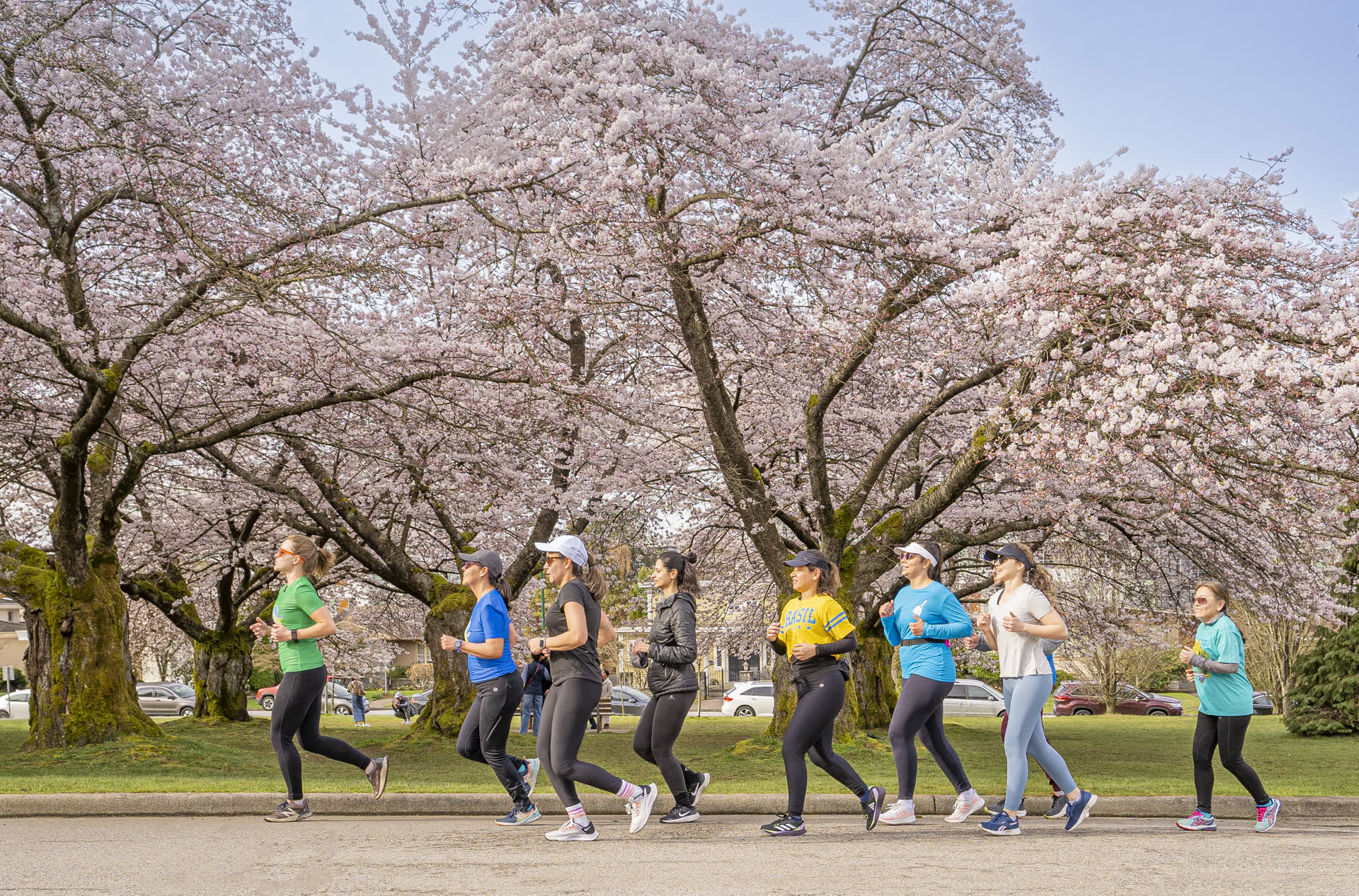 Group of runners under cherry blossoms in Vancouver